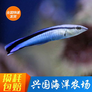 医生鱼飘飘裂唇鱼海水鱼活体兴国海洋农场快递发货