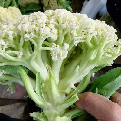 青梗松花菜种子耐热有机花菜菜花种籽春秋季蔬菜孑菜种花椰菜秧苗 虎窝淘