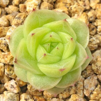 4月9日第21轮麦秆女王玫瑰肉喃喃多肉早晚共用 虎窝淘