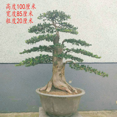 罗汉松大树盆景米罗树桩盆栽小叶雀舌罗汉松造型庭院室内盆栽植物 虎窝淘