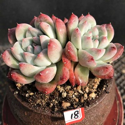 阿尔巴佳人多肉植物一物一拍大棵吸甲醛净化空气猫九的肉铺满包邮 虎窝淘