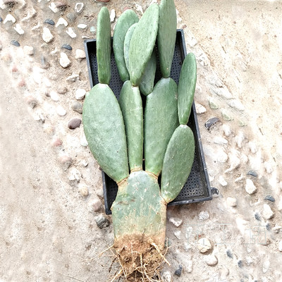 花工坊多肉植物正宗米邦塔可食用仙人掌一物一拍阳台无农药无公害 虎窝淘