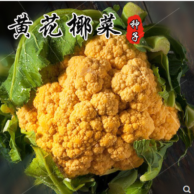 梅花盆栽老桩红梅腊梅盆景树苗花卉耐寒植物室内阳台庭院四季开花 虎窝淘