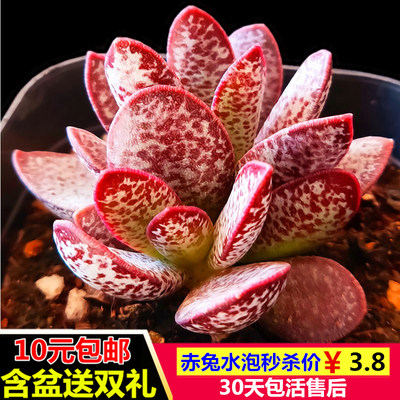 进口赤兔水泡系列奇趣多肉植物新款多肉组合超萌肉肉植物含盆包邮 虎窝淘