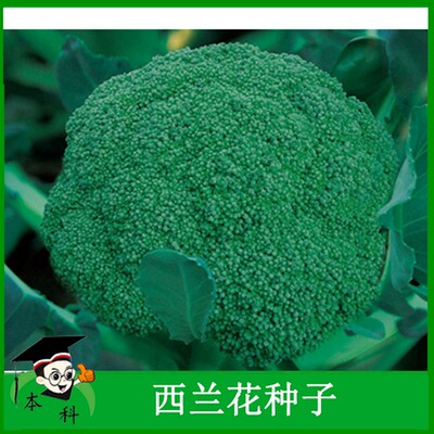 西兰花 价格 图片 淘宝天猫西兰花优惠商品大全 4 人气排序 虎窝淘
