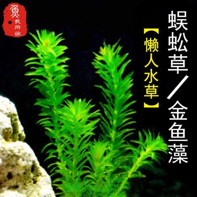 水草植物草缸造景蜈蚣水草金鱼藻水草包邮淡水冷水草缸造景水草 虎窝淘