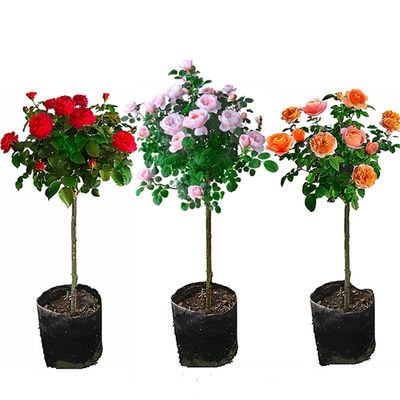 棒棒糖月季树形树状高杆女王果汁阳台四季浓香大花卉庭院植物盆栽 虎窝淘