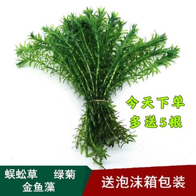 蜈蚣草活体阴性后景水草懒人好养净化水质鱼缸造景金鱼藻绿菊浮萍 虎窝淘