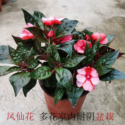 非洲凤仙花盆栽重瓣单瓣四季开花幼苗七彩室内耐阴多花阳台植物 虎窝淘