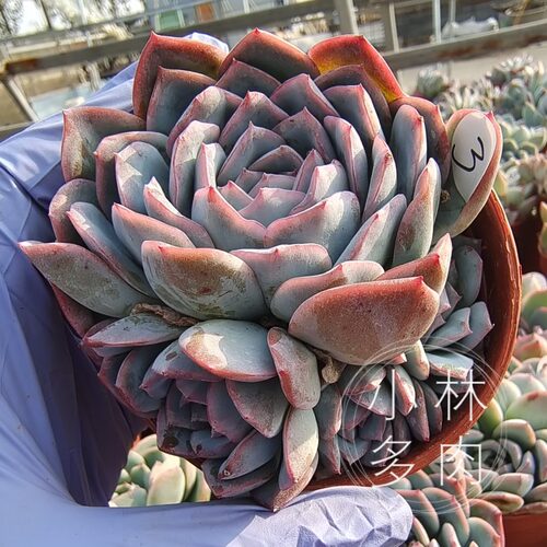 一物一拍果冻莎莎女王水莲月影多头群生爆盆多肉11月日更新 一物一拍果冻莎莎女王水莲月影多头群生爆盆多肉11月日更新