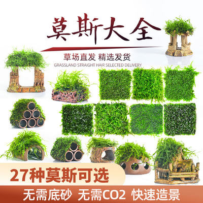 莫斯树水草水族箱装饰懒人鱼缸造景淡水真植物绿藻球沉木阴性活体 虎窝淘