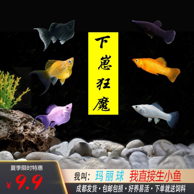 热带鱼胎生鱼玛丽鱼孔雀鱼米奇鱼月光鱼除油膜鱼观赏鱼活体鱼包邮 虎窝淘