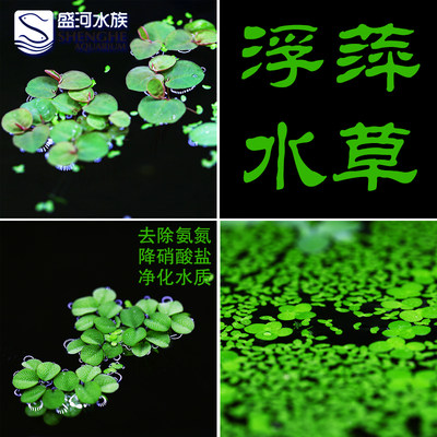 小叶迷你浮萍芝麻浮萍水族箱鱼缸造景活体水草除no3养虾b备 虎窝淘