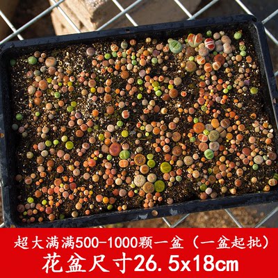 多肉植物生石花屁屁花屁股花整盆一物一拍石生花石头花肉肉包邮 虎窝淘