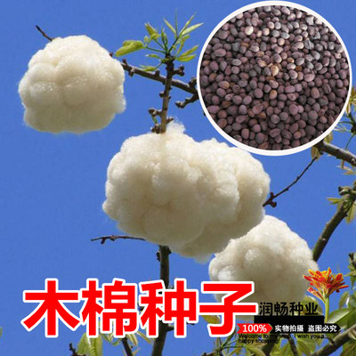 木棉花树种子包邮攀枝花红棉树英雄树园林景观绿化观赏开红花树木 虎窝淘