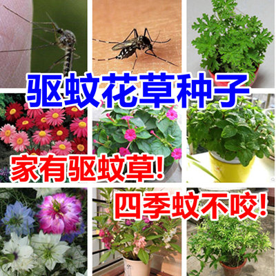 驱蚊草种子除虫菊艾草种籽薄荷夜来香花种子驱蚊植物组合套餐包邮 虎窝淘