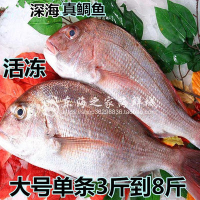 新货深海鱼真鲷鱼鲜活速冻加吉鱼冷冻水产海鲜刺身鱼海鲜整条7斤 虎窝淘