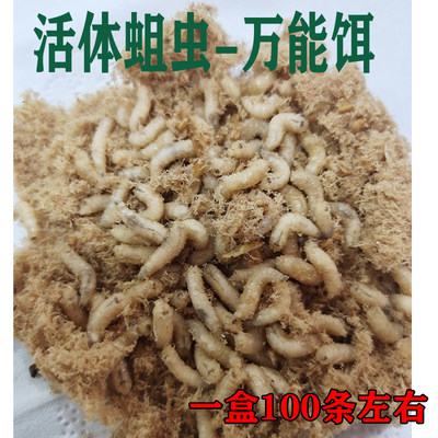 钓鱼活蛆肉蛆大蛆红色蛆虫活体白蛆钓公鱼活虫蛆牙子瓶装昆虫鱼饵 虎窝淘