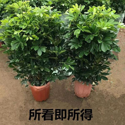 鸭脚木盆栽植物室内花卉四季常青八方来财七叶莲招财发财树盆景苗 虎窝淘