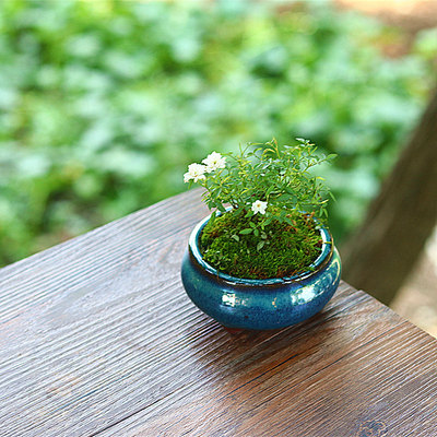 日本姬乙女月季重瓣四季开花盆景蔷薇玫瑰山野草桌面迷你绿植花卉 虎窝淘