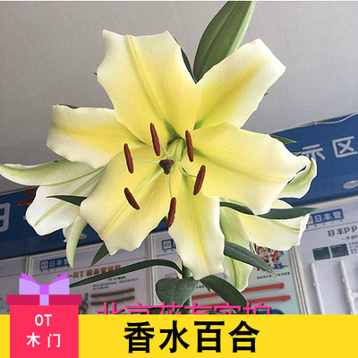 大种球经典香水百合花种球百合花种ot花多包对版开花带芽 虎窝淘