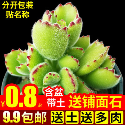 多肉植物组合盆栽绿植花卉办公桌面熊童子小熊爪萌新手肉肉带盆 虎窝淘