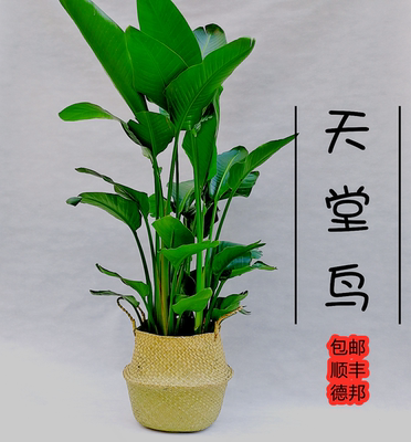 天堂鸟大型室内盆栽绿植客厅办公室吸甲醛净化空气北欧风植物包邮 虎窝淘