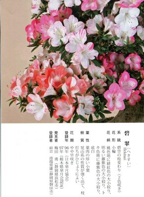 饰品陶草盆蜗水居钱水创花培铜瓶摆盆花萝装意花件牛家瓷绿仙 椰数企业店的小店