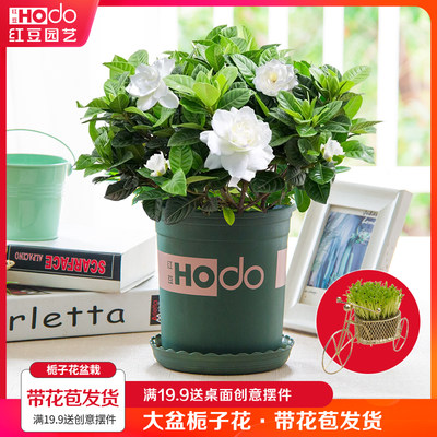 栀子花盆栽花卉绿植四季开花苗阳台室内庭院带花苞观花植物带花盆 虎窝淘