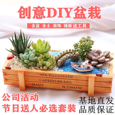 多肉植物组合盆栽含盆含土创意diy拼盘花盆肉肉植物新款绿植花卉 虎窝淘