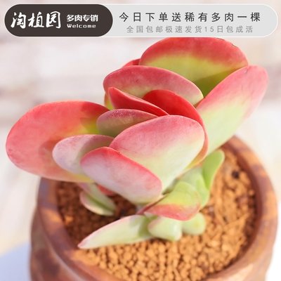 唐印锦新款多肉植物稀有品种贵货肉肉多多老桩小盆栽罕见室内包邮 虎窝淘