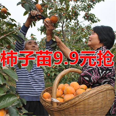 嫁接特大无核磨盘柿子苗罗田甜柿树苗日本富有阳丰甜柿苗南方盆栽 虎窝淘