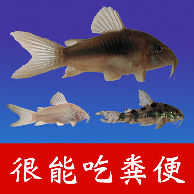 工具鱼吃便鱼缸清洁鱼吃垃圾的鱼清缸粪便清道夫老鼠鱼淡水吃粪鱼_虎窝淘