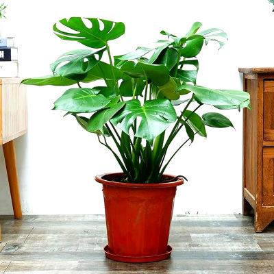 龟背竹大型盆栽水培植物室内客厅大叶绿植好养净化空气四季常青 虎窝淘