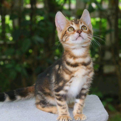 孟加拉猫 价格 图片 淘宝天猫孟加拉猫优惠商品大全 2 综合排序 虎窝淘