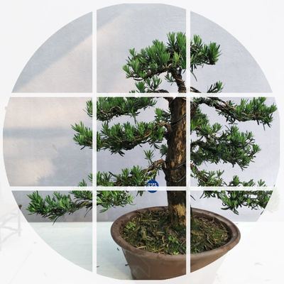 罗汉松大树盆景米罗树桩盆栽小叶雀舌罗汉松造型庭院室内盆栽植物 虎窝淘