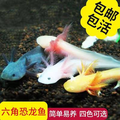 六角恐龙鱼蝾螈小火龙金鱼活体淡水冷水观赏鱼爬行宠物鱼清道夫鱼 虎窝淘