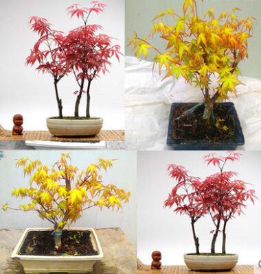 日本红枫盆栽黄金枫叶盆景室内阳台窗台植物红枫叶植物花苗盆栽 虎窝淘