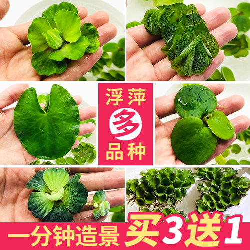鱼缸浮萍水草活体植物浮性除no3净化水质微景观水族箱装饰草包邮