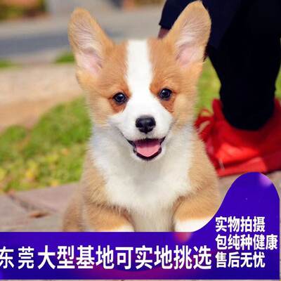 纯种柯基犬双血统幼犬活体双色三色小短腿小型犬柯基宠物狗狗 虎窝淘