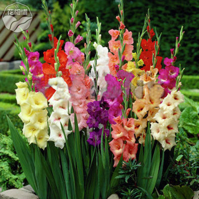 唐菖蒲种球根剑兰种球当年开花多色荷兰进口盆栽观花植物花卉 虎窝淘