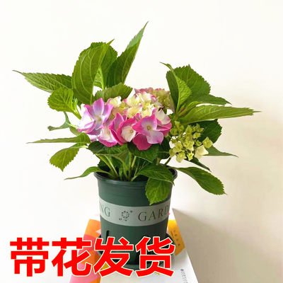 绣球花苗盆栽花卉植物室内带花四季好养开花无尽夏大花易成活的花 虎窝淘