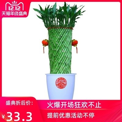 带根水养富贵竹水培植物转运竹客厅室内花草四季常青招财竹子盆栽 虎窝淘
