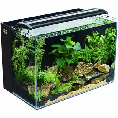 金鱼草水草 价格 图片 淘宝天猫金鱼草水草优惠商品大全 高价排序 虎窝淘