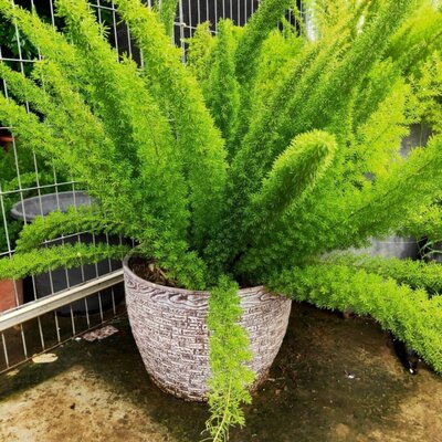 狐尾天门冬狐尾武竹狐尾天冬盆栽植物阳台庭院花卉耐热耐寒招财 虎窝淘