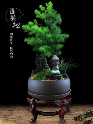 蓬莱松盆栽生肖猴室内花卉办公室植物大客厅玄关创意礼品山石盆景 虎窝淘