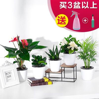 小盆花植物室内花真花花卉盆栽室内四季常青开花植物绿萝花盆客 虎窝淘