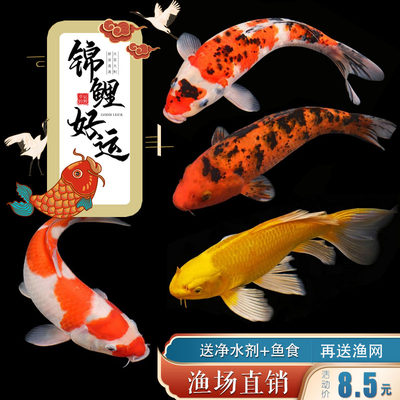活鱼观赏鱼锦鲤鱼小型高端冷水鱼苗金鱼红白三色淡水龙日本纯种 虎窝淘
