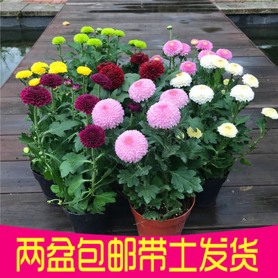 重瓣雏秋季菊花乒乓菊女王菊美人菊秋菊盆栽波斯菊盆栽菊花带花 虎窝淘