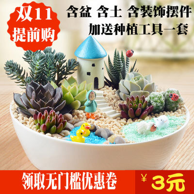 多肉植物组合盆栽diy含盆含土白瓷大盆多肉套餐拼盘创意生日礼物 虎窝淘